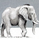 Thumb Laufender Elefant auf der Etosha-Pfanne